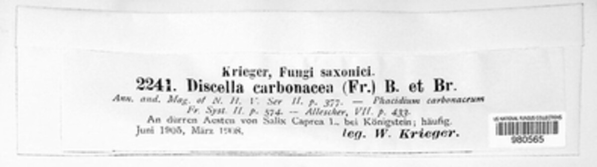 Phacidiaceae image